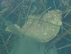 Pleuronichthys coenosus