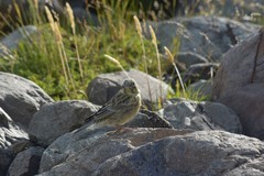 Melanodera xanthogramma