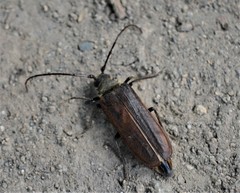 Microplophorus magellanicus