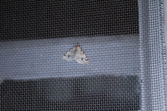 Macaria notata