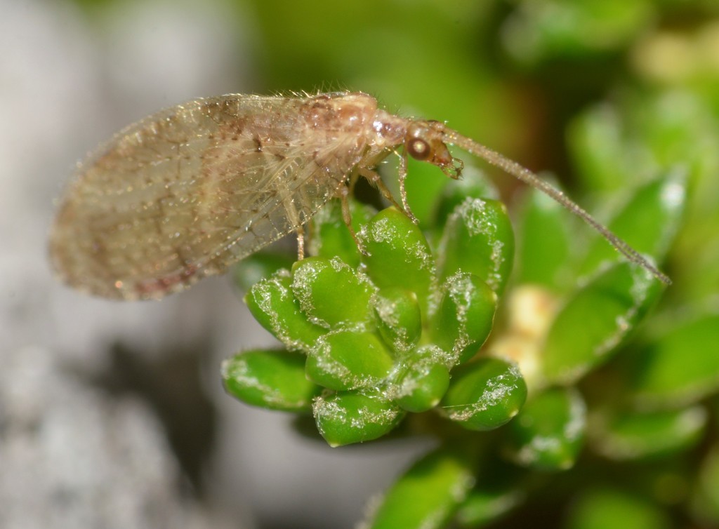 Hemerobius