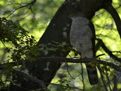 Accipiter chilensis