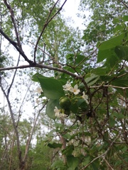 Cordia truncatifolia