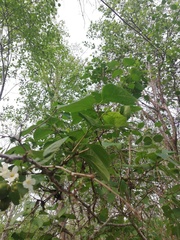 Cordia truncatifolia