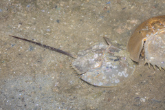 Carcinoscorpius rotundicauda