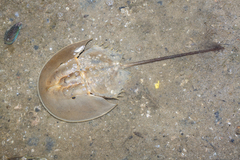 Carcinoscorpius rotundicauda