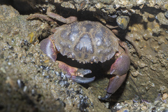 Myomenippe hardwickii