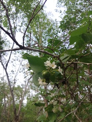 Cordia truncatifolia