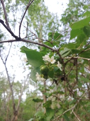 Cordia truncatifolia