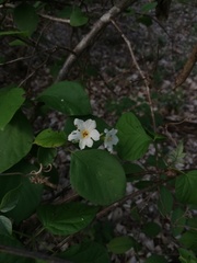 Cordia truncatifolia