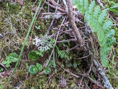 Chaerophyllum involucratum