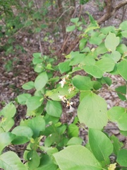 Cordia truncatifolia