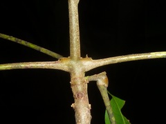 Matayba oppositifolia