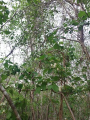 Cordia truncatifolia