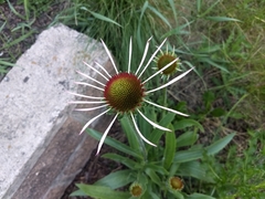 Echinacea pallida