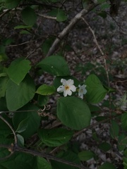 Cordia truncatifolia