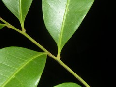 Matayba oppositifolia