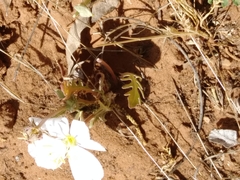 Oenothera albicaulis