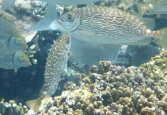 Siganus spinus