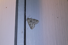 Acronicta innotata