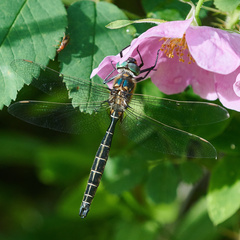 Somatochlora hudsonica