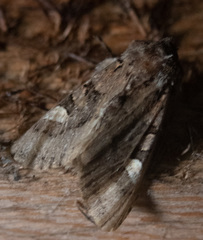 Euplexia benesimilis
