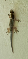 Lygodactylus mombasicus