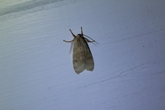 Halysidota tessellaris