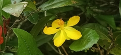Ochna serrulata