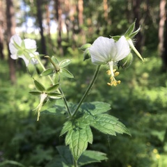Geranium platyanthum