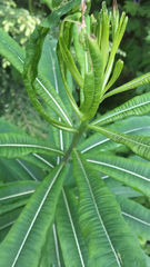 Rauvolfioideae