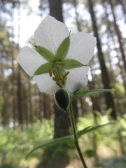 Geranium platyanthum