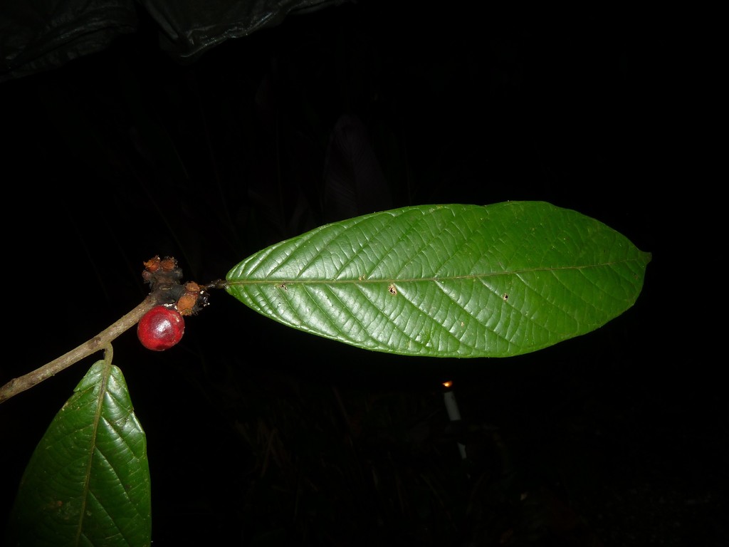 Unonopsis theobromifolia