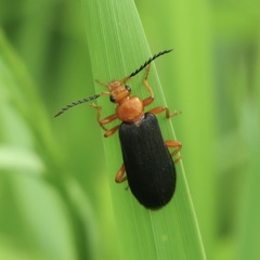 Neopyrochroa flabellata