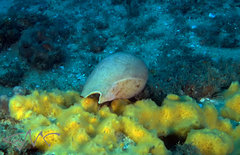 Amoria hunteri
