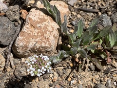 Noccaea fendleri