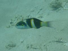 Thalassoma nigrofasciatum