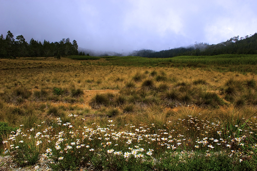 Hispaniolan Tussock Grass (Danthonia domingensis)