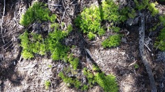 Galium andrewsii