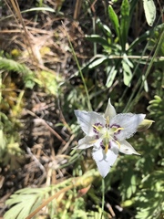 Calochortus lyallii