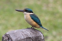 Todiramphus sanctus canacorum