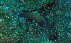 Lotella rhacina