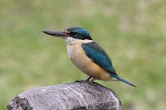 Todiramphus sanctus canacorum