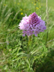Traunsteinera globosa
