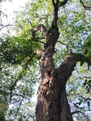 Pterocarpus acapulcensis