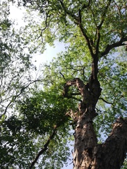 Pterocarpus acapulcensis