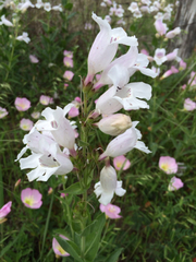 Penstemon cobaea