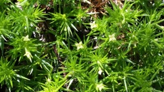 Galium andrewsii