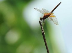 Trithemis aurora