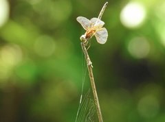 Trithemis aurora